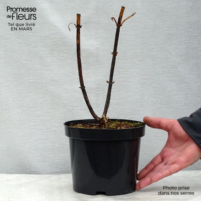 Example of Arbre aux faisans - Leycesteria formosa Pot de 2L/3L as you get in printemps