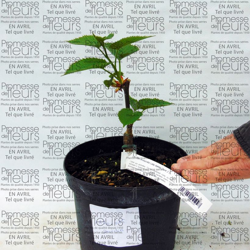 Example of Arbre aux mouchoirs - Davidia involucrata Lady Sunshine Pot de 2L/3L as you get