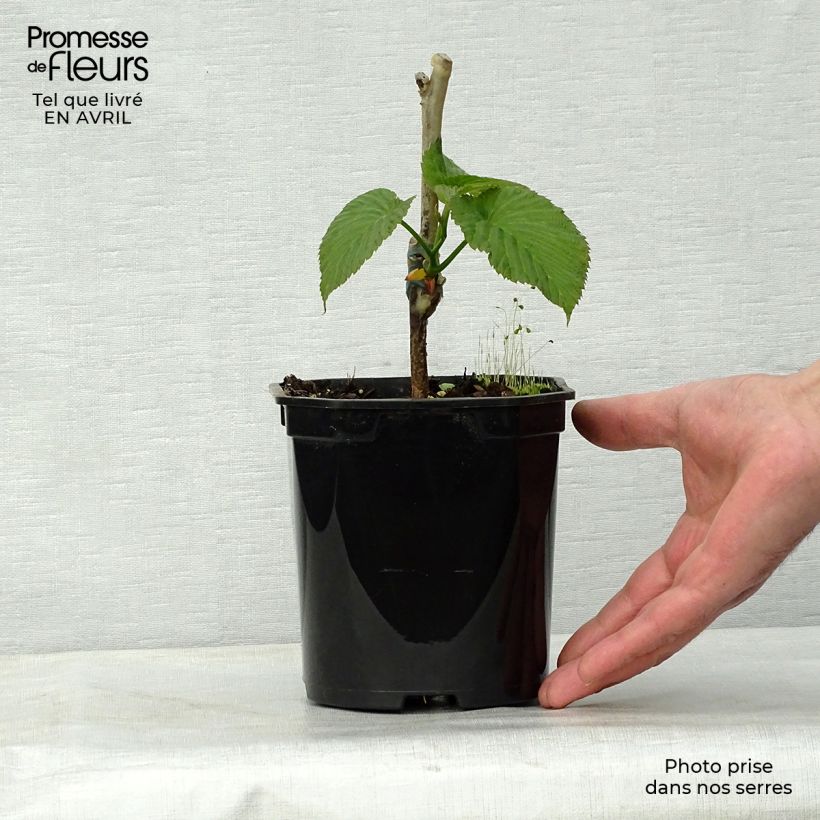 Example of Arbre aux mouchoirs - Davidia involucrata Sonoma Pot de 3L/4L as you get in printemps