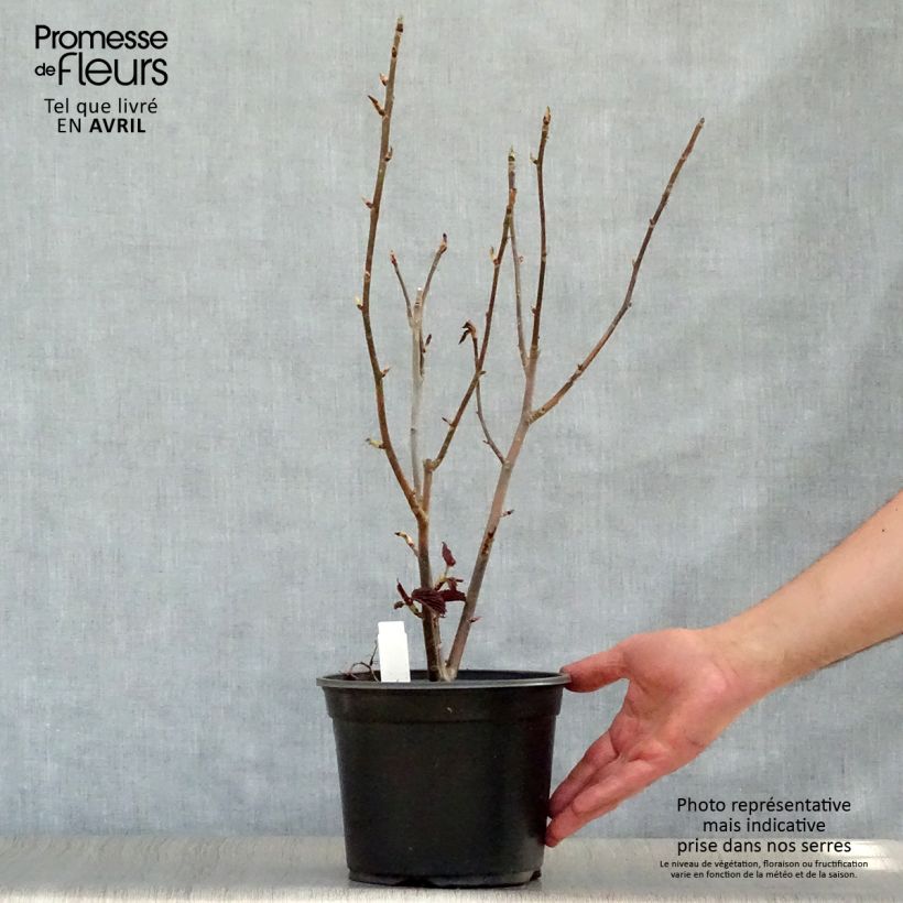 Spécimen de Arbre à mouchoir - Davidia involucrata Pot de 4L/5L tel que livré au printemps