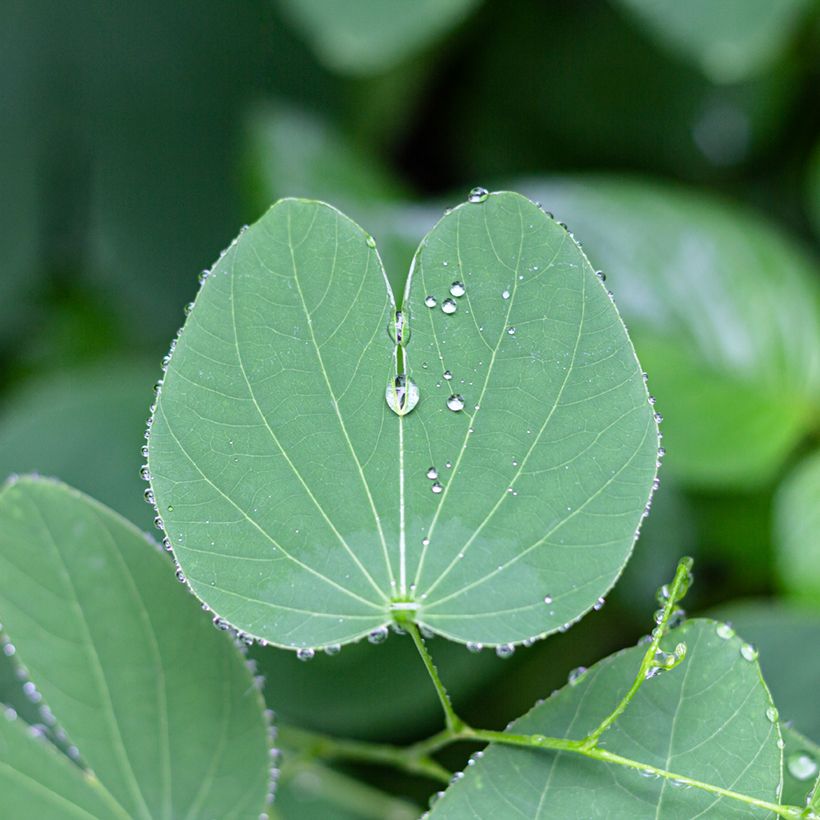 Arbre aux orchidées - Bauhinia purpurea (Feuillage)