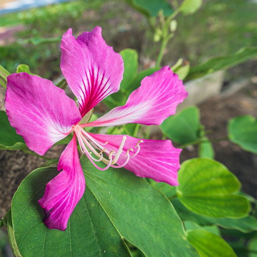 Arbre aux orchidées - Bauhinia purpurea (Floraison)