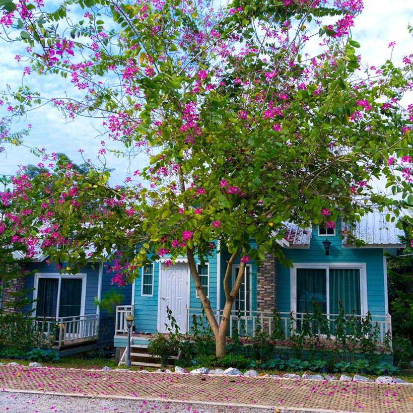 Arbre aux orchidées - Bauhinia purpurea (Port)