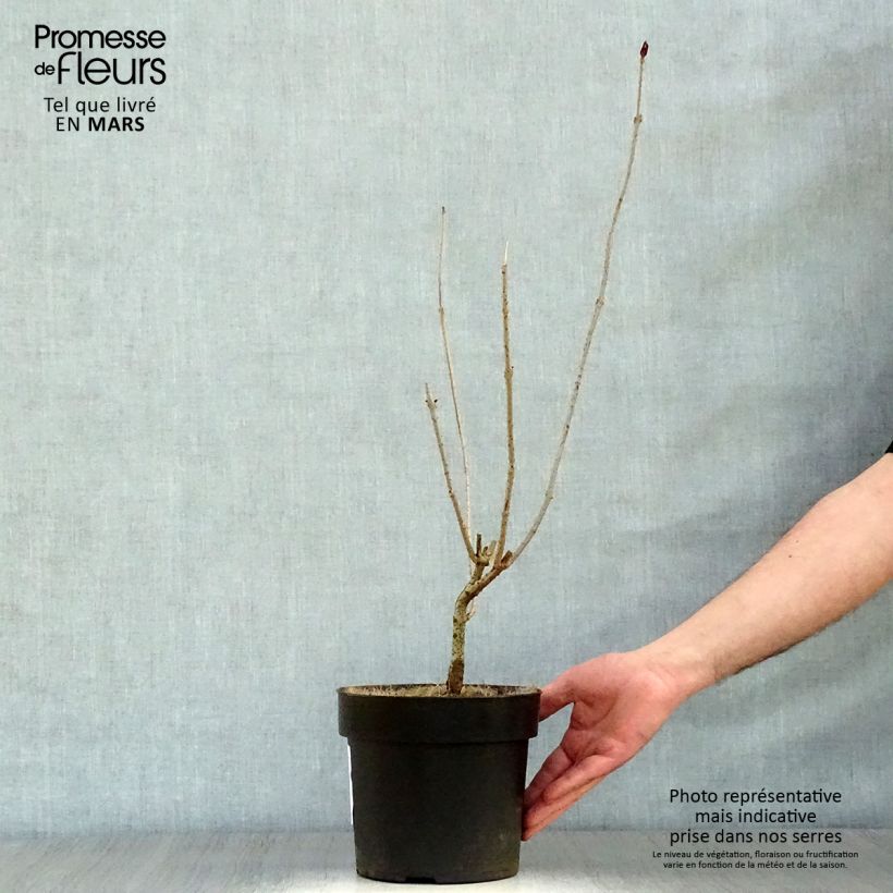 Spécimen de Arbre de la chance - Clerodendrum trichotomum, clérodendron Pot de 3L/4L tel que livré au printemps