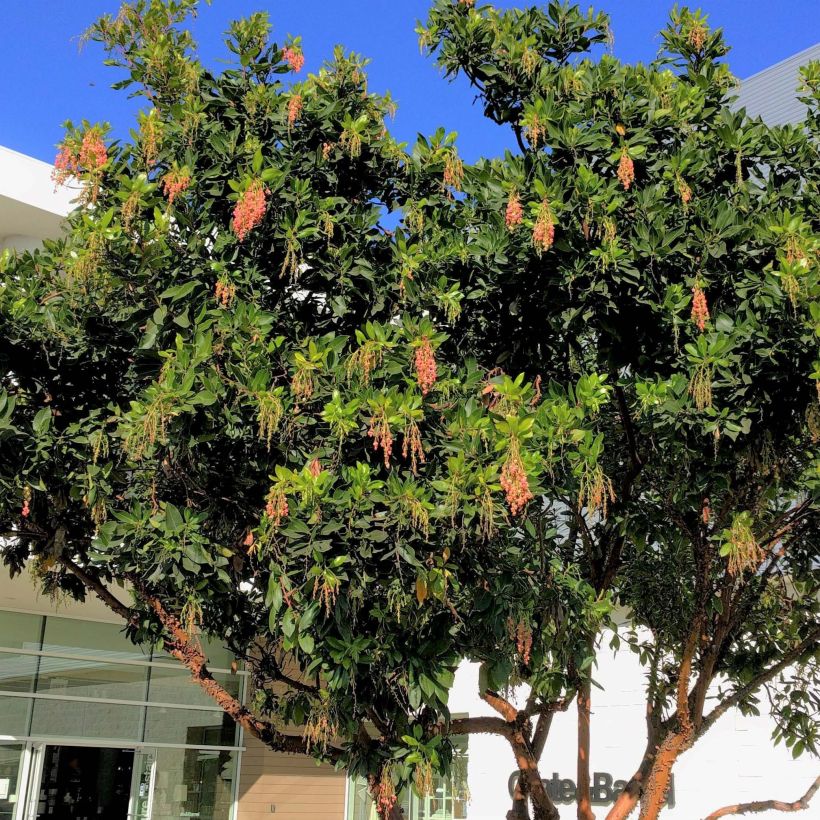 Arbutus Marina - Arbousier (Plant habit)