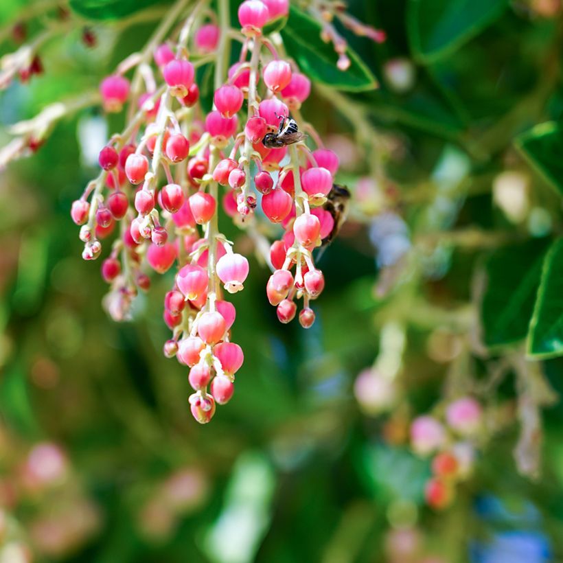 Arbutus Marina - Arbousier (Flowering)