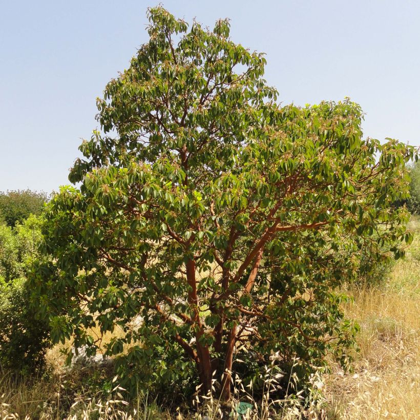 Arbutus andrachne - Arbousier de Chypre (Plant habit)