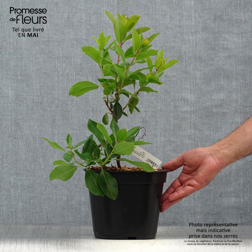 Example of Arbutus andrachne - Arbousier de Chypre Pot de 4L/5L as you get in printemps