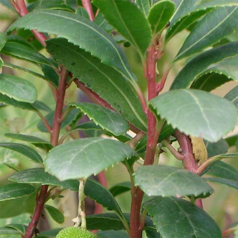 Arbutus unedo Compacta - Arbousier (Foliage)