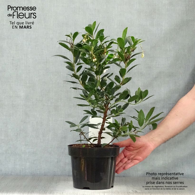 Example of Arbutus unedo Compacta - Arbousier Pot de 2L/3L as you get in printemps