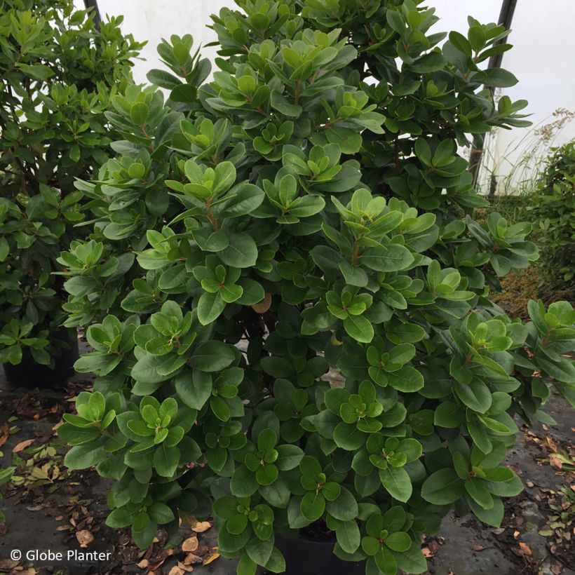 Arbutus unedo Peace and Love - Arbousier (Plant habit)