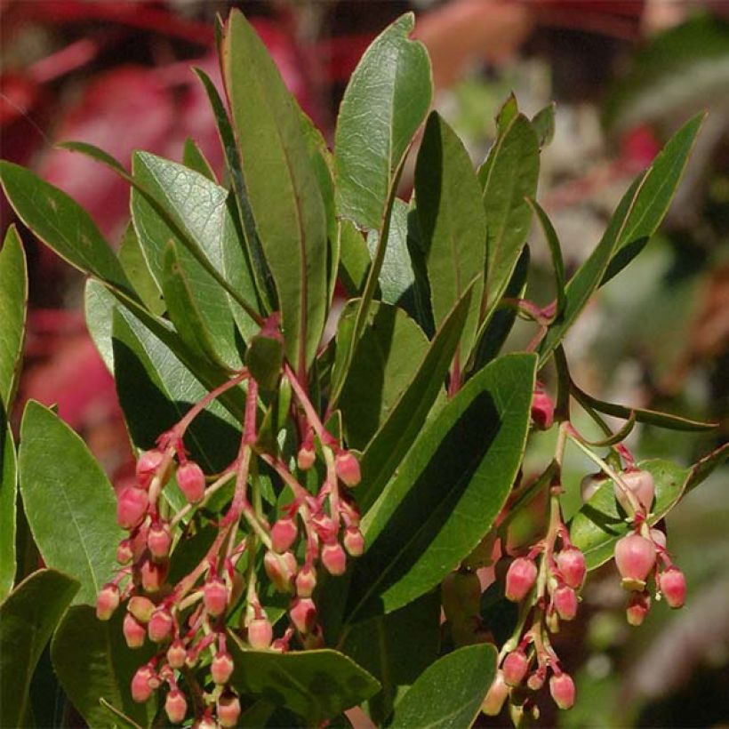 Arbutus unedo Roselily - Arbousier (Foliage)