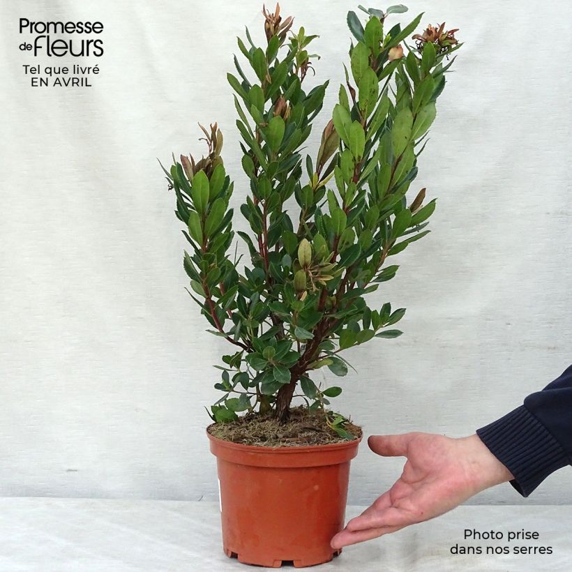 Spécimen de Arbutus unedo Rubra - Arbousier Pot de 3L/4L tel que livré au printemps