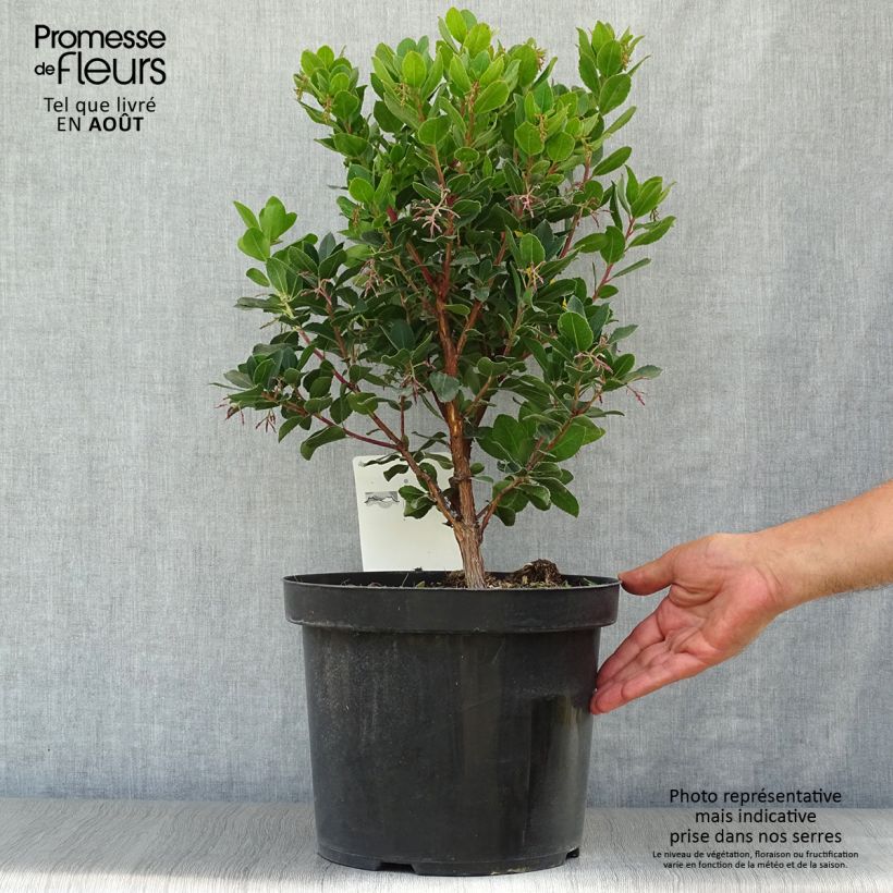 Spécimen de Arbutus unedo Rubra - Arbousier Pot de 7,5L/10L tel que livré en été
