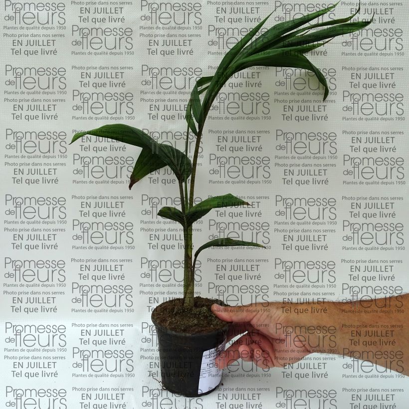 Example of Archontophoenix cunninghamiana - Palmiste de Cunningham, Palmier roi Pot de 12 cm / 13 cm as you get in ete