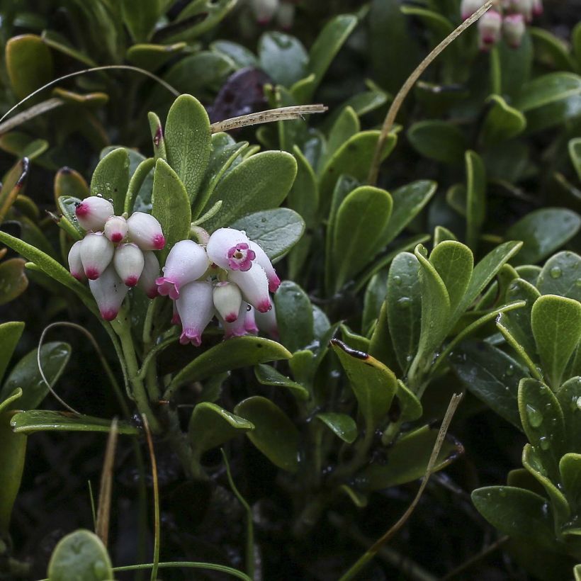 Arctostaphylos uva-ursi - Raisin d'ours (Flowering)
