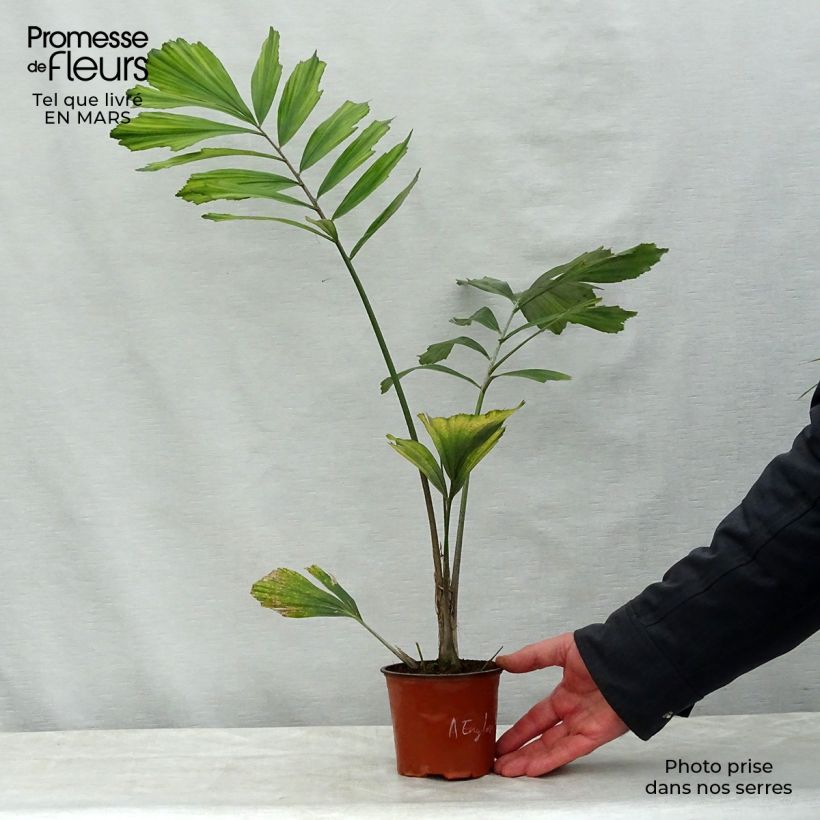Example of Arenga englerii - Palmier de Formose Pot de 12 cm / 13 cm as you get in printemps