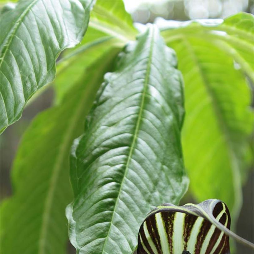 Arisaema concinnum - Plante cobra (Foliage)