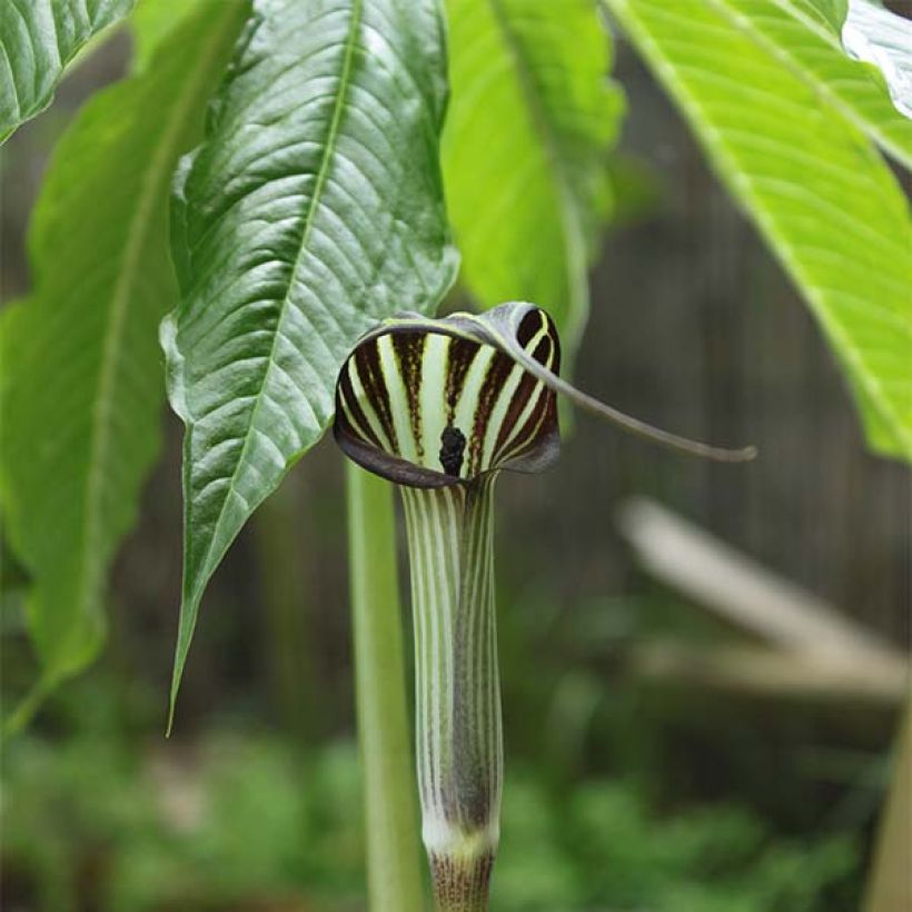 Arisaema concinnum - Plante cobra (Flowering)