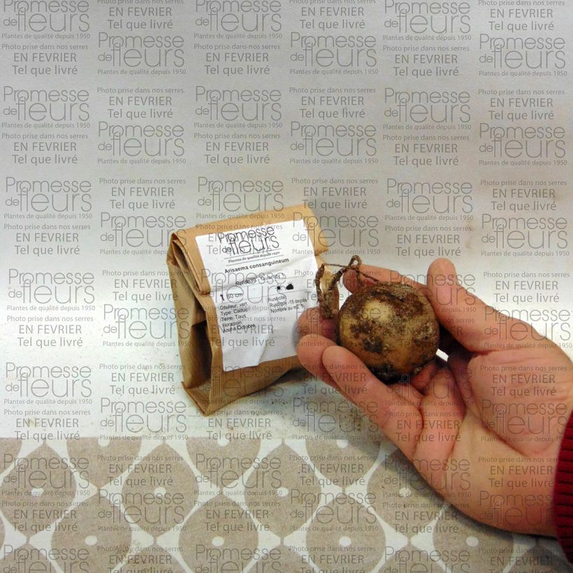 Example of Arisaema consanguineum Bulbe, Calibre I as you get