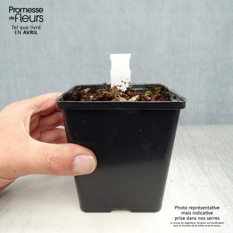 Example of Arisaema costatum Godet de 8/9 cm as you get in printemps