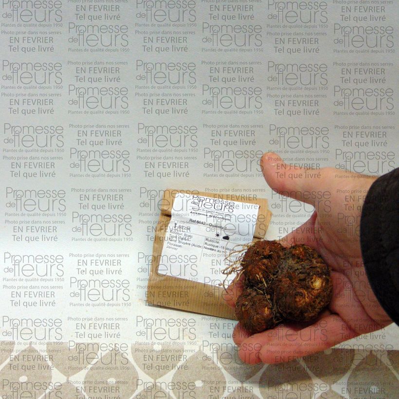 Exemple de spécimen de Arisaema dracontium - Arisème dragon Bulbe, Calibre I tel que livré