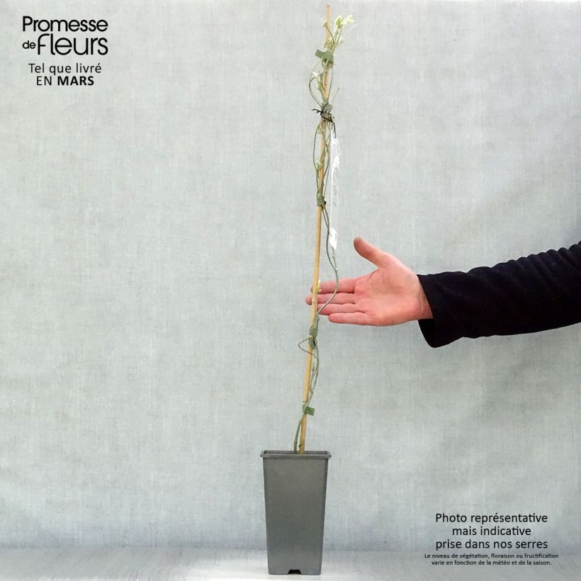 Spécimen de Aristoloche - Aristolochia macrophylla (durior) Pot de 1L/1,5L tel que livré au printemps