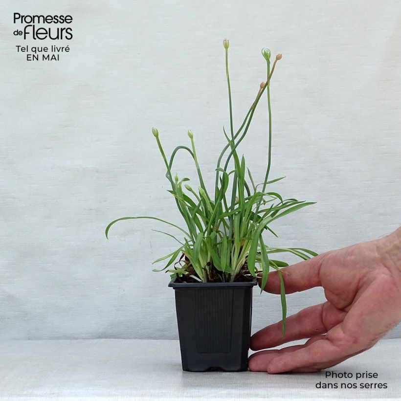 Spécimen de Armeria pseudarmeria Ballerina Lilac - Gazon d'Espagne Godet de 8/9 cm tel que livré au printemps