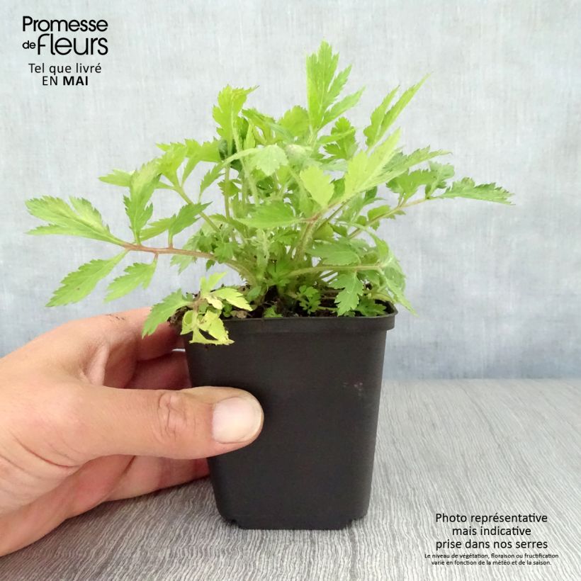 Spécimen de Armoise - Artemisia lactiflora Godet de 8/9 cm tel que livré au printemps