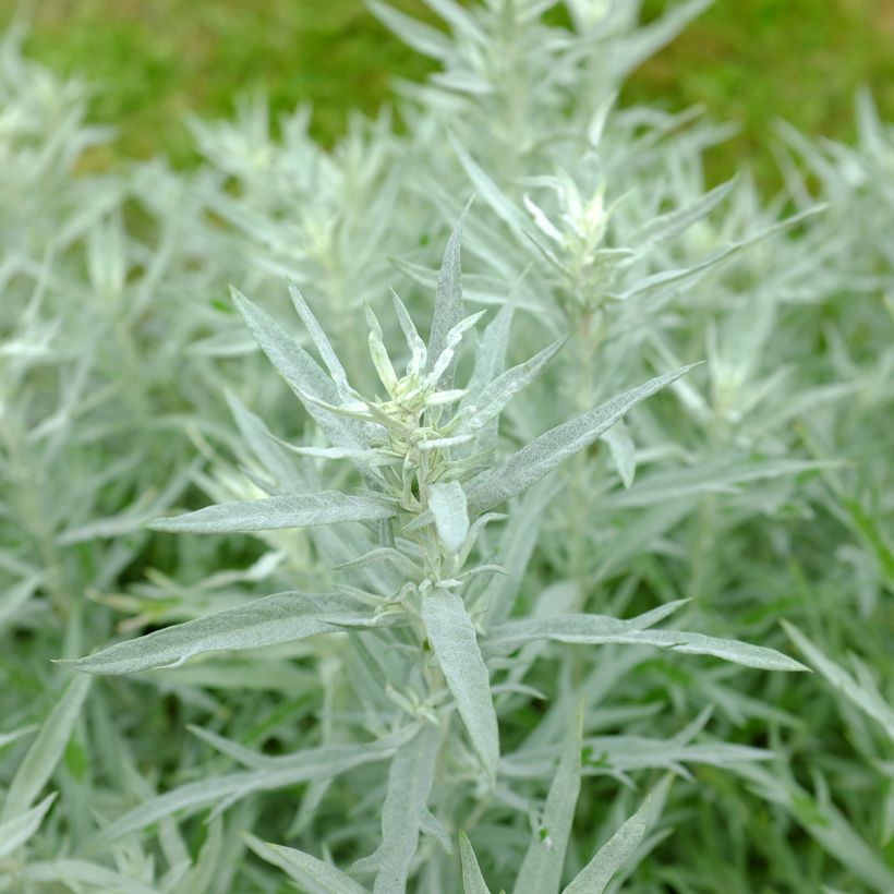 Armoise - Artemisia ludoviciana Silver Queen (Foliage)