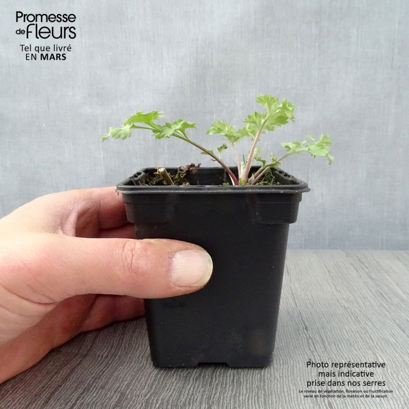 Spécimen de Armoise - Artemisia vulgaris BIO - Herbe de feu Godet de 7/8 cm tel que livré au printemps