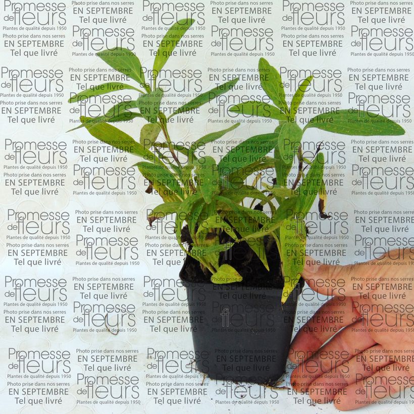 Exemple de spécimen de Arnica chamissonis - Arnica américaine Godet de 8/9 cm tel que livré