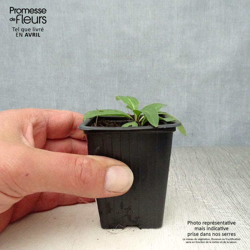 Spécimen de Arnica montana BIO - Plantain des Alpes Godet de 7/8 cm tel que livré au printemps