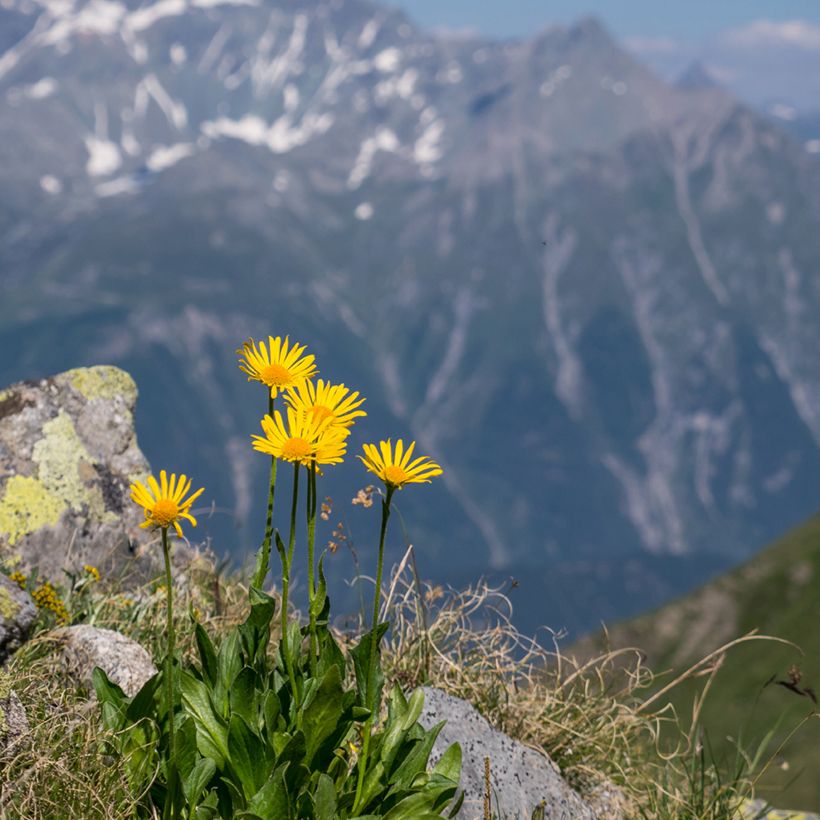 Arnica montana - Graines (Plant habit)
