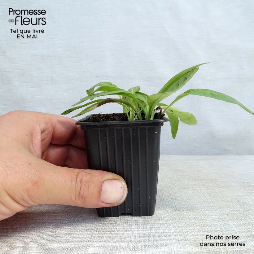 Example of Arnica montana - Plantain des Alpes Godet de 8/9 cm as you get in printemps