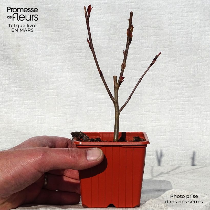 Example of Aronia arbutifolia Brilliant Godet de 8/9 cm as you get in printemps