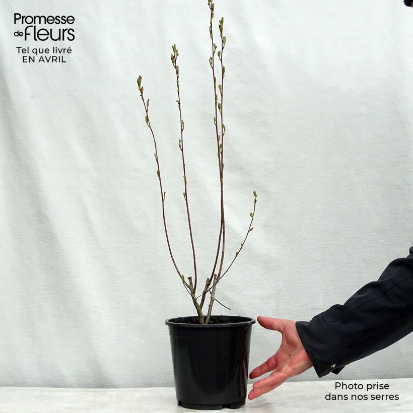 Example of Aronia arbutifolia Brilliant Pot de 2L/3L as you get in printemps