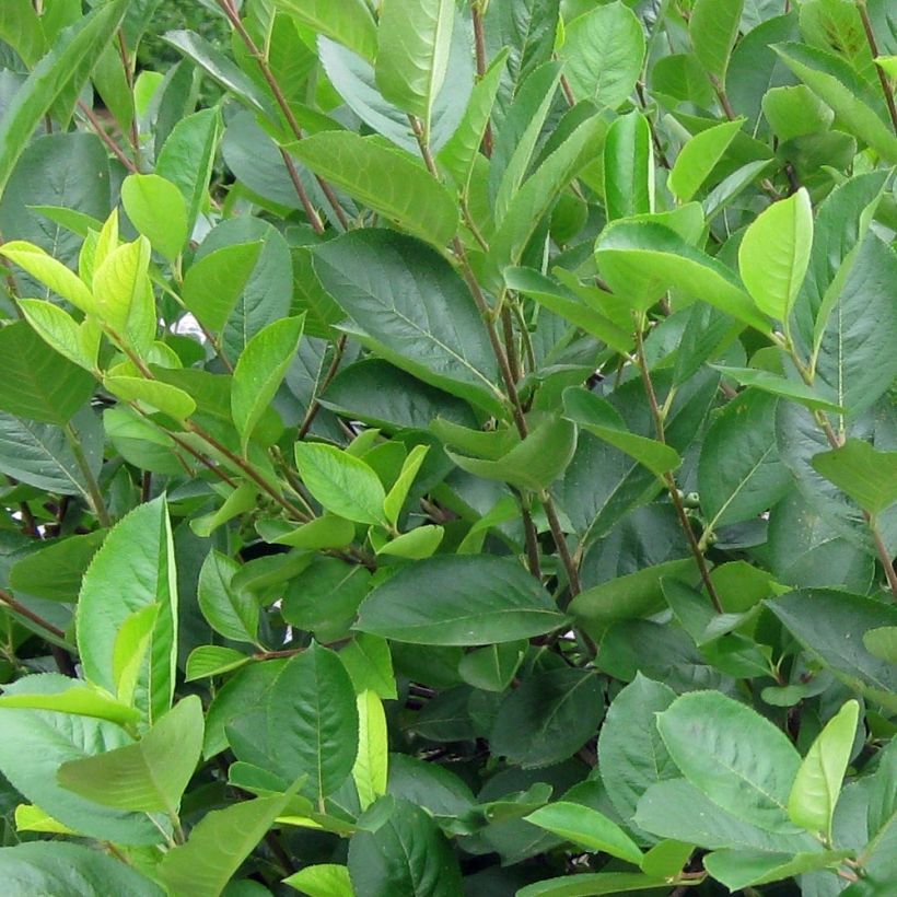 Aronia melanocarpa - Aronie à fruits noirs (Foliage)