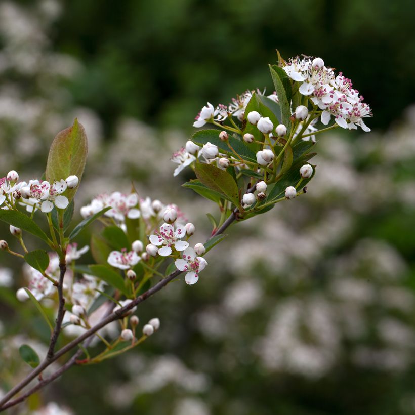 Aronia melanocarpa Hugin - Aronie à fruits noirs (Floraison)