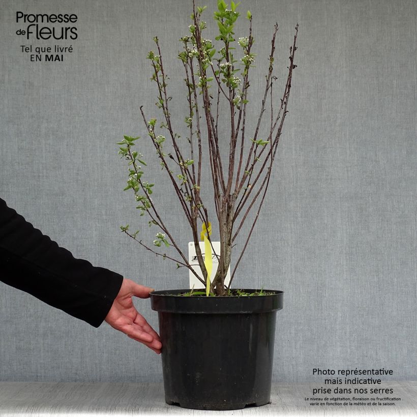 Spécimen de Aronia melanocarpa Professor Ed - Aronie à fruits noirs Pot de 7,5L/10L tel que livré au printemps
