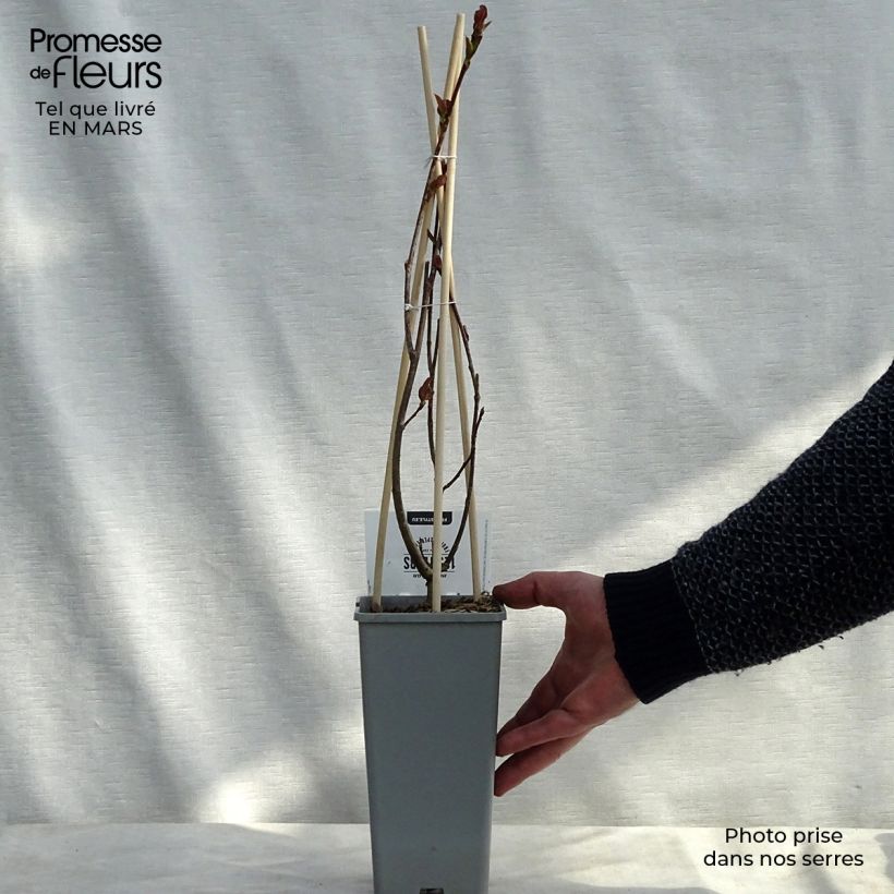 Example of Aronia prunifolia Viking Pot de 1,5L/2L as you get in printemps