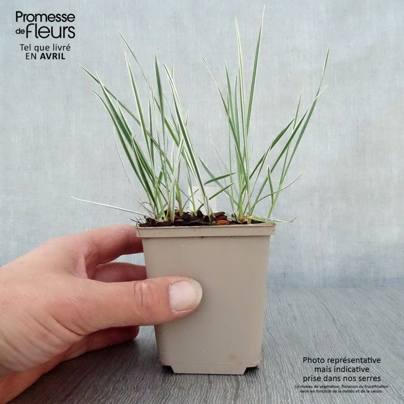 Spécimen de Arrhenatherum bulbosum Variegatum Godet de 8/9 cm tel que livré au printemps