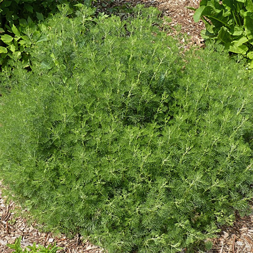 Aurone - Artemisia abrotanum (Port)