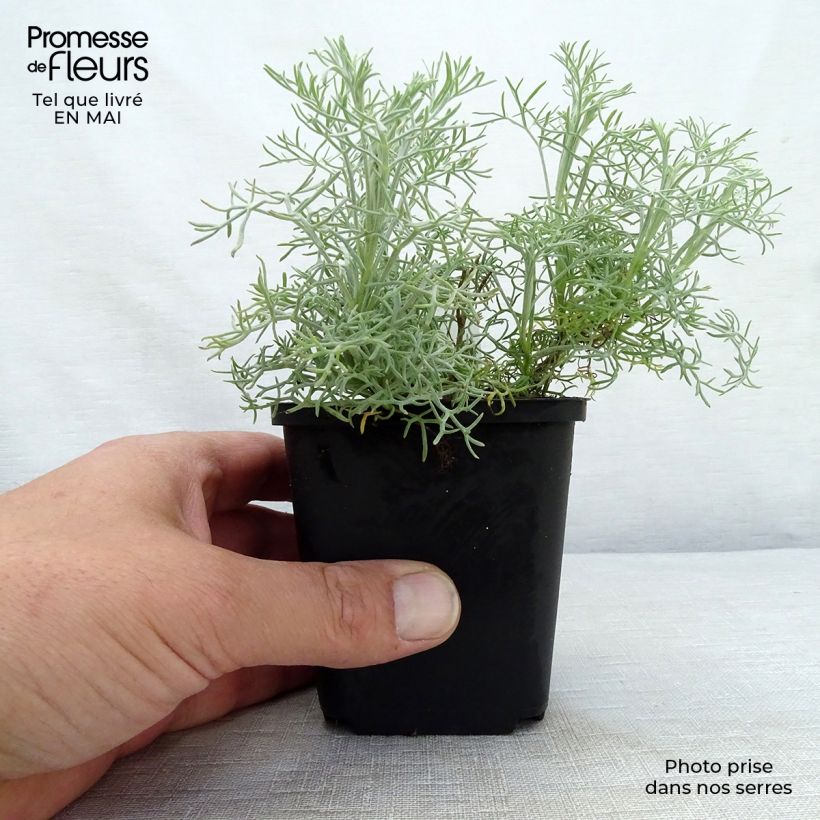 Example of Artemisia alba Canescens - Armoise argentée Godet de 8/9 cm as you get in printemps