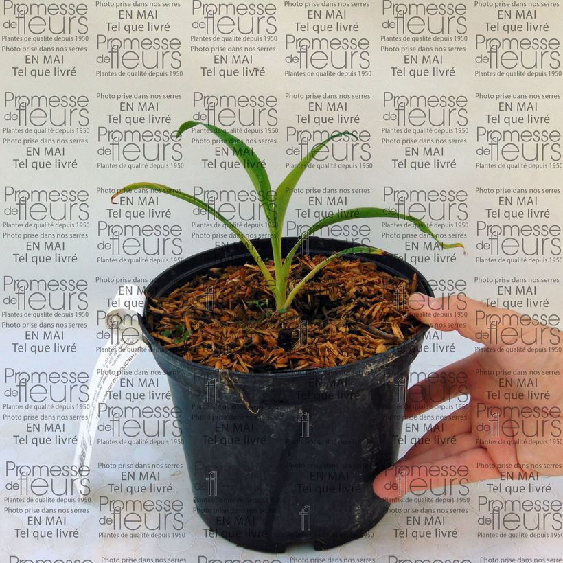 Exemple de spécimen de Arthropodium cirrhatum Pot de 2L/3L tel que livré