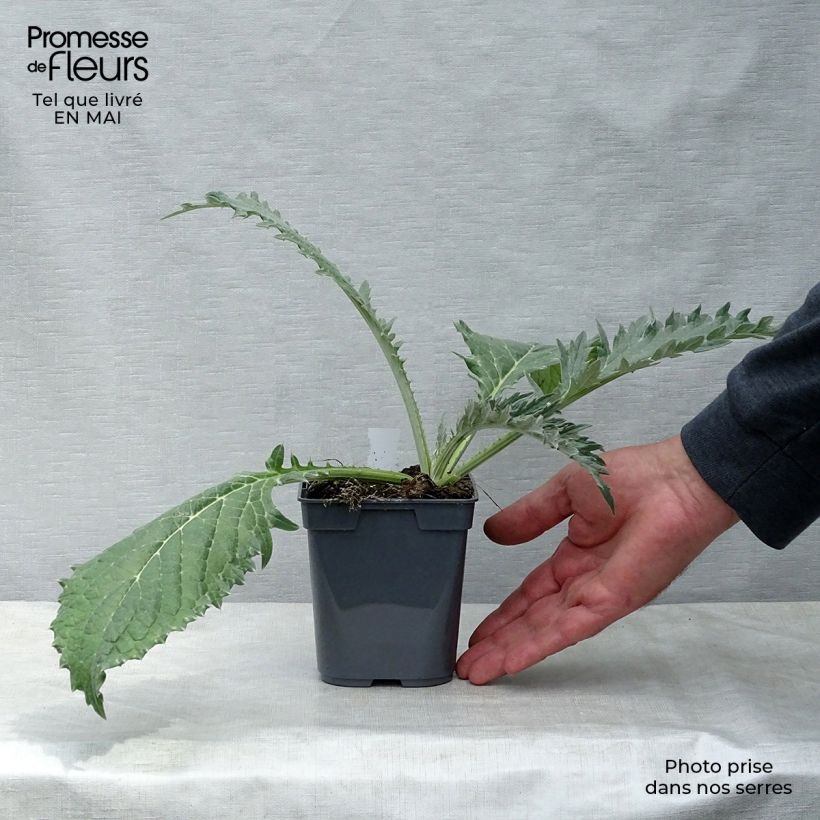 Example of Artichaut Gros Vert de Laon - Cynara scolymus Godet de 7/8 cm as you get in printemps