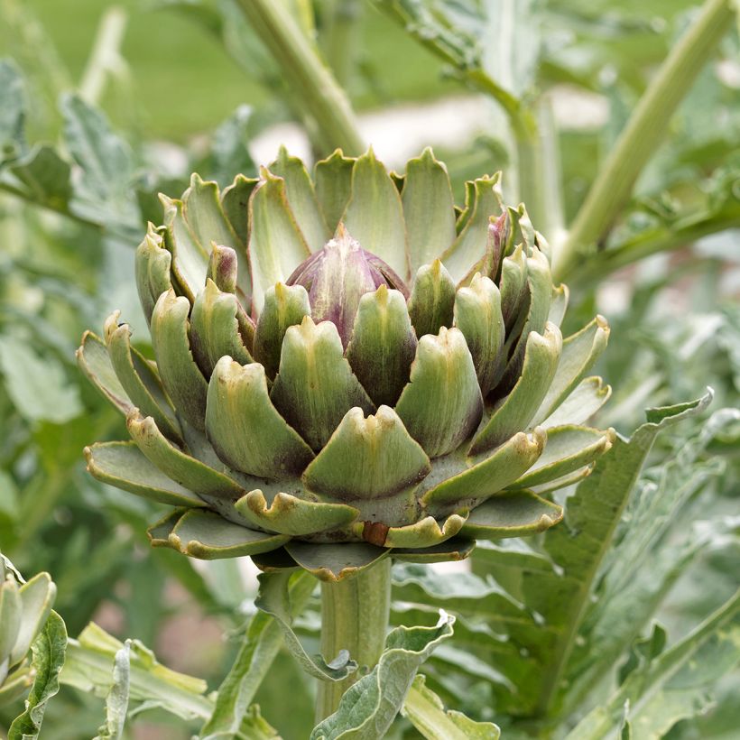 Artichaut Gros vert de Laon - Cynara scolymus  (Floraison)