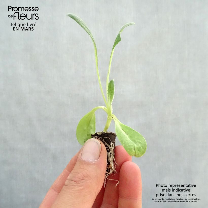 Spécimen de Artichaut Imperial Star Bio - Cynara scolymus Mini-motte Ø 1,5/2,5 cm tel que livré au printemps