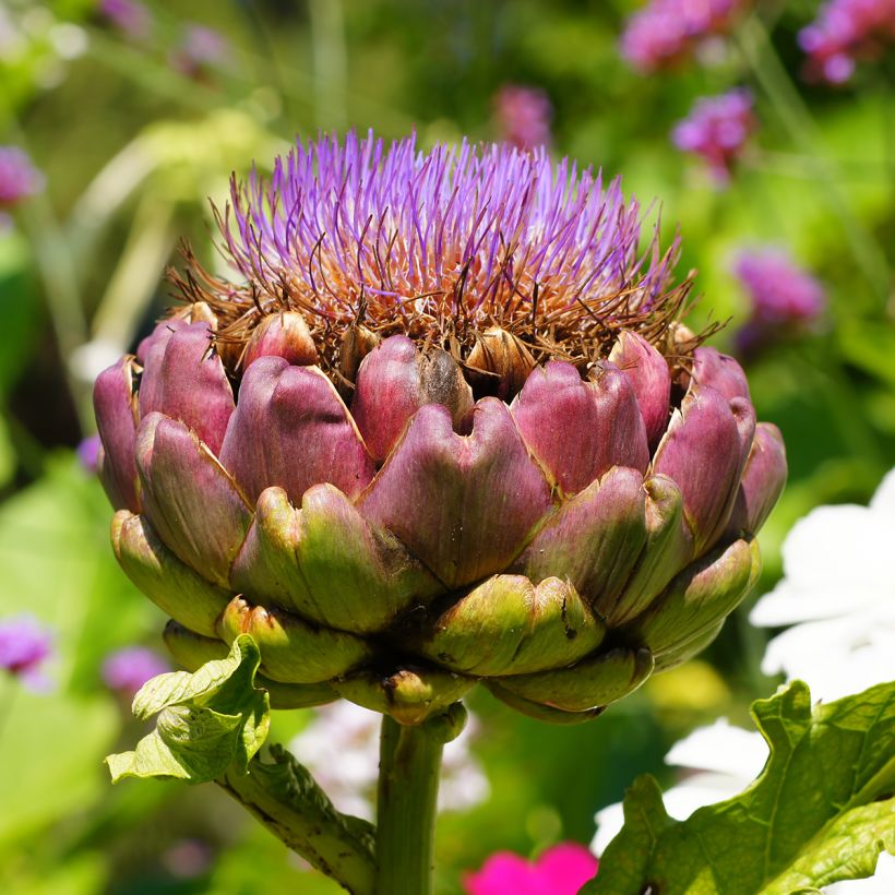 Artichaut Vert Globe (Green Globe) (Flowering)