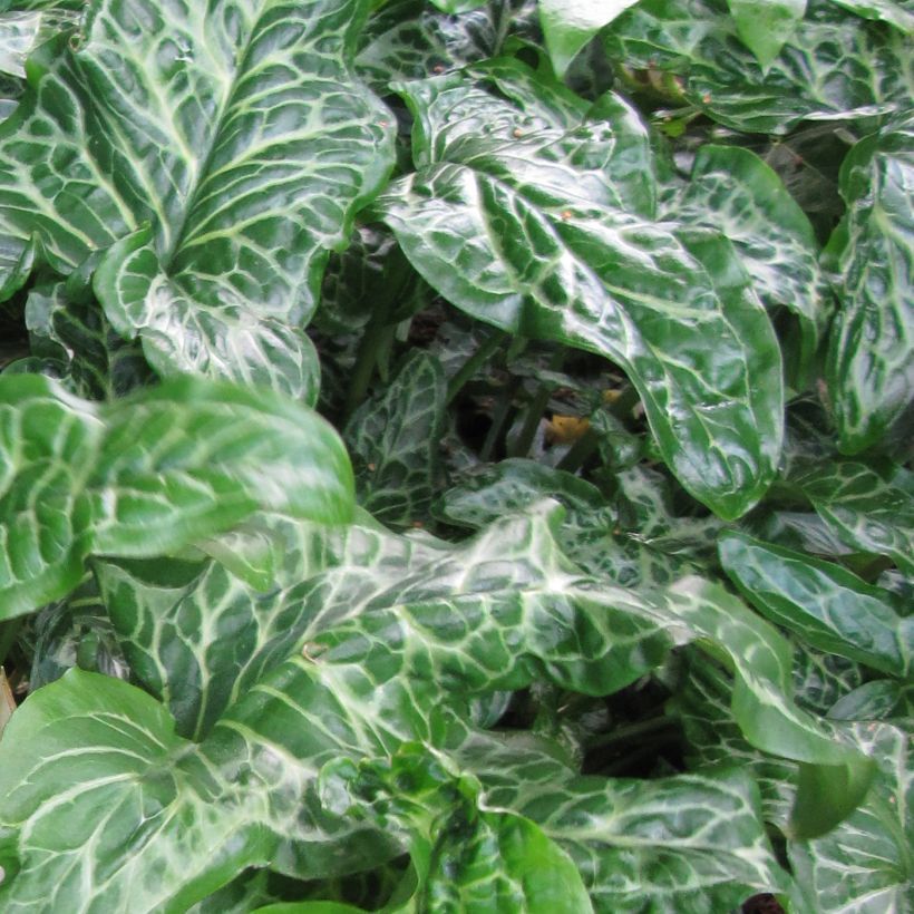 Arum italicum ssp. italicum Marmoratum - Arum d'Italie panaché. (Foliage)